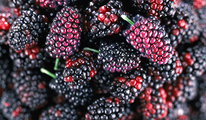 khasiat buah mulberi